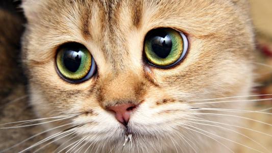 小猫有表情的眼睛