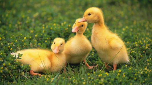绿色的草坪上的三只鸭子