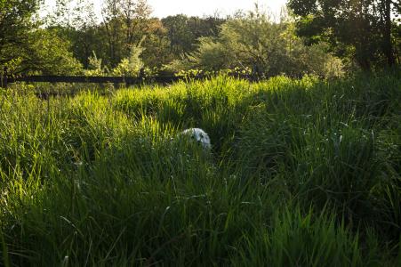 一只大比利牛斯狗藏在高高的草丛里
