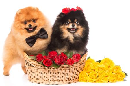 两只博美犬品种与红色和黄色的玫瑰