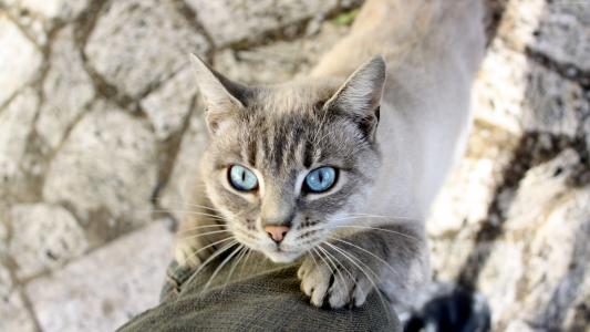 蓝眼睛的猫伸出主人