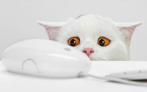 白色的小猫和电脑鼠标