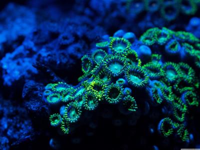 蓝色的珊瑚