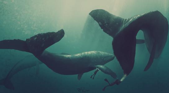 鲸鱼和潜水员
