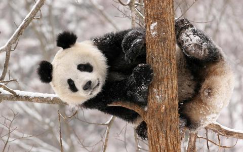 在树上的熊猫