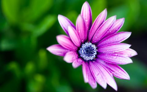 在露水的紫罗兰色花