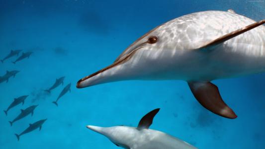 水下有一对白色的海豚