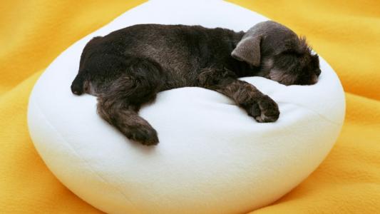 小狗睡在一个白色的奥斯曼