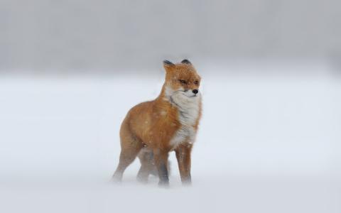 狐狸雪在冬天