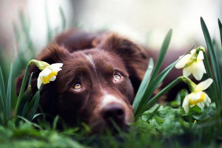 悲伤的澳大利亚牧羊犬躺在水仙花中