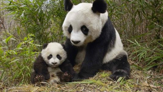 有一个小宝宝的熊猫