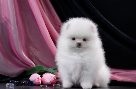 蓬松的白色博美犬与粉红色的郁金香