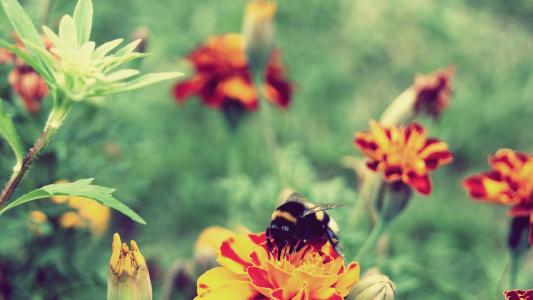 大黄蜂坐在一朵花上