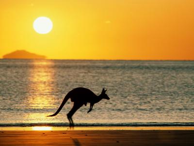 袋鼠 - 澳大利亚