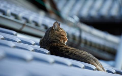 猫睡在屋顶上