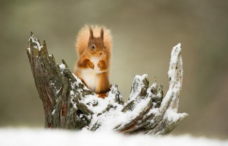 一只小红松鼠坐在冰雪覆盖的树枝上