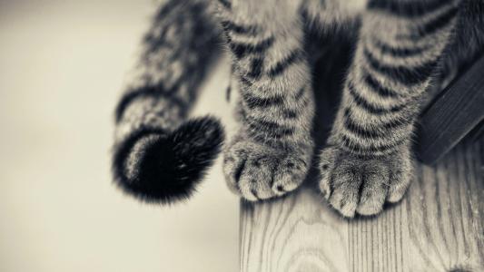 蓬松的爪子和一只灰色的猫的尾巴