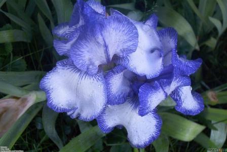 蓝色虹膜花