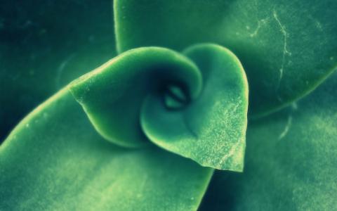 绿色螺旋植物芽