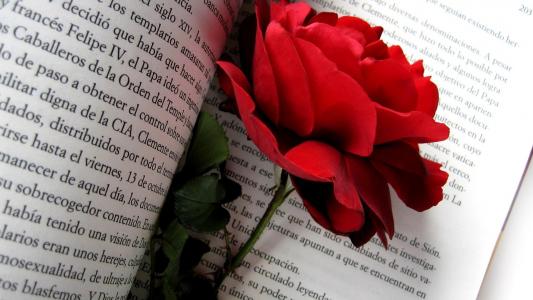 红玫瑰在书的页上