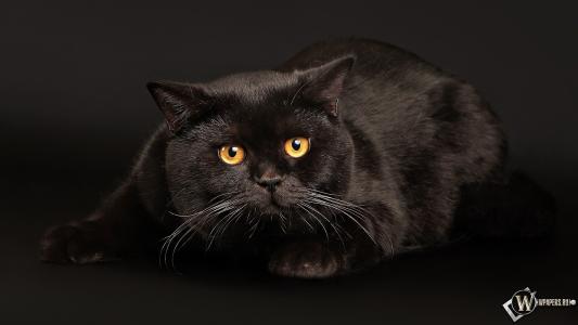 在黑色背景上的受惊的猫