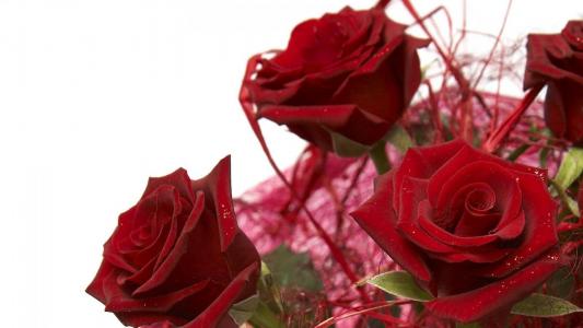 装饰红玫瑰作为3月8日的礼物