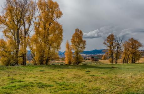 用黄色盖的树在多云天空下离开在秋天