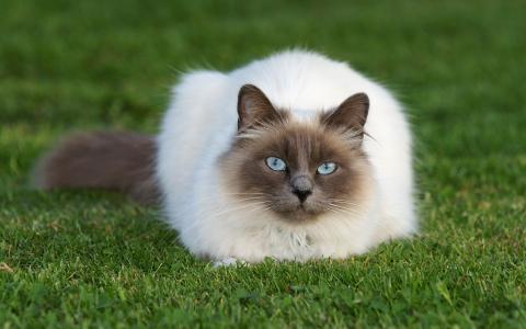 美丽蓬松的暹罗猫在草地上
