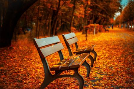 公园长椅散落着秋天的落叶