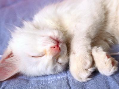 一只小白猫见第十个梦