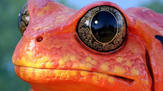 红色的青蛙的黑眼睛