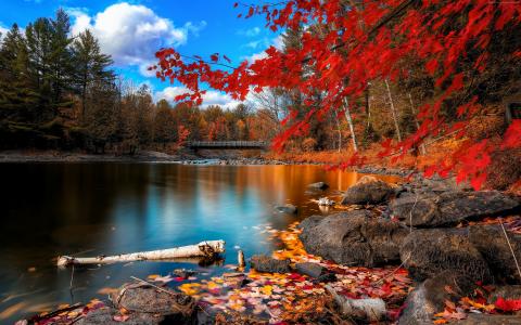 秋天的森林反映在平静的湖水中