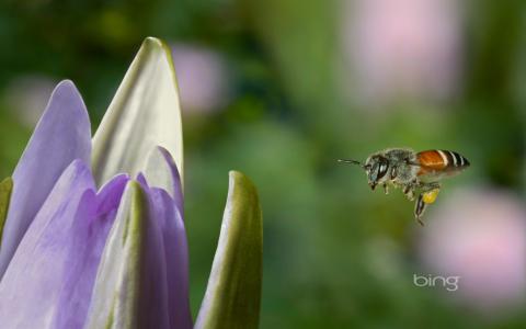 蜜蜂飞到花上