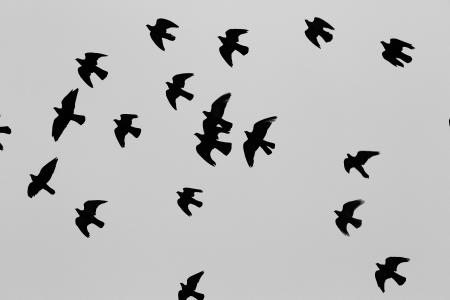 黑鸟，灰色背景的剪影