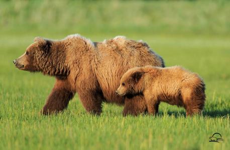 小熊与一只熊在绿色草地上