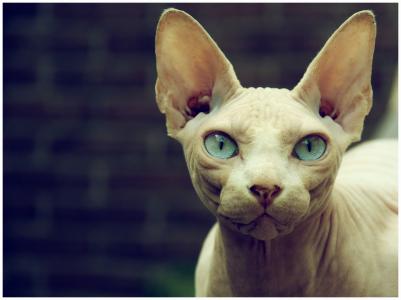 蓝眼睛的斯芬克斯之猫