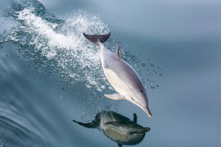 海豚跳跃反映在水中