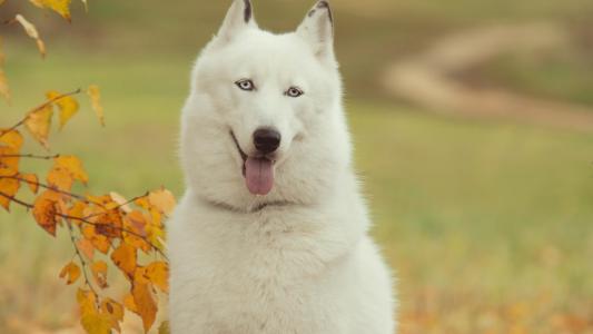 白色西伯利亚雪橇犬