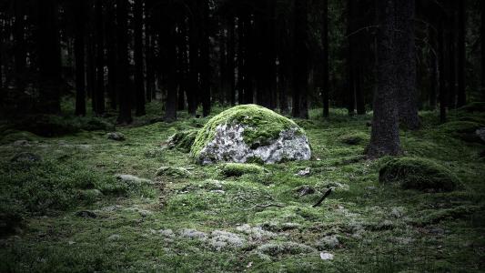 森林里苔藓覆盖的巨石