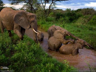 大象家庭正在洗澡