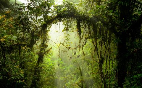 哥斯达黎加的危险丛林