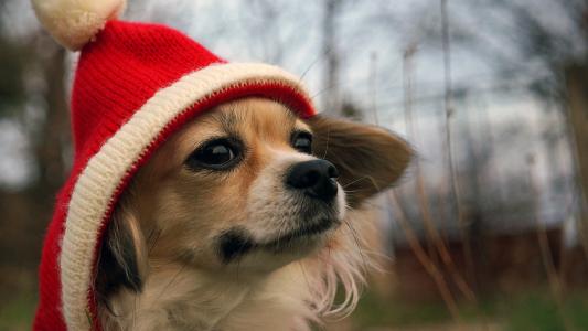 一顶红色的帽子里的狗