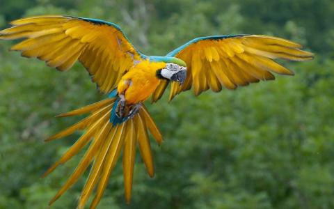 黄色的鹦鹉Ara与翅膀的边缘上的蓝色羽毛