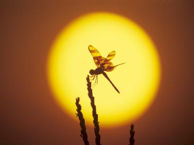 蜻蜓在太阳的背景中