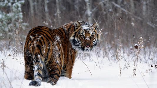 有趣的老虎在冬季森林里