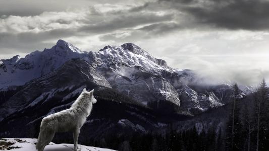 在山上的狼