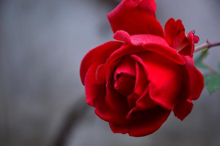 一朵浪漫红玫瑰