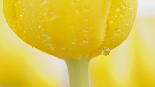 水滴在一个黄色的郁金香