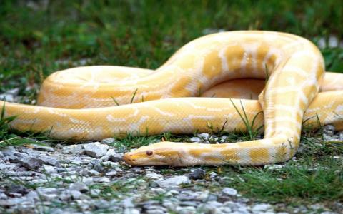 与白色条纹的橙色蛇