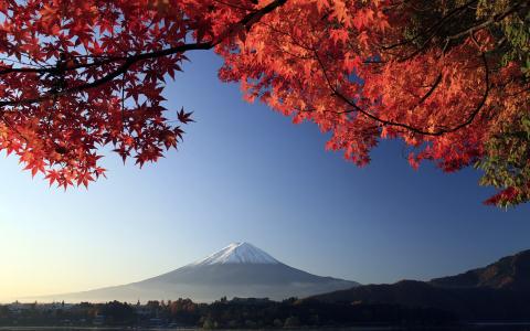 红枫离开日本富士山的背景